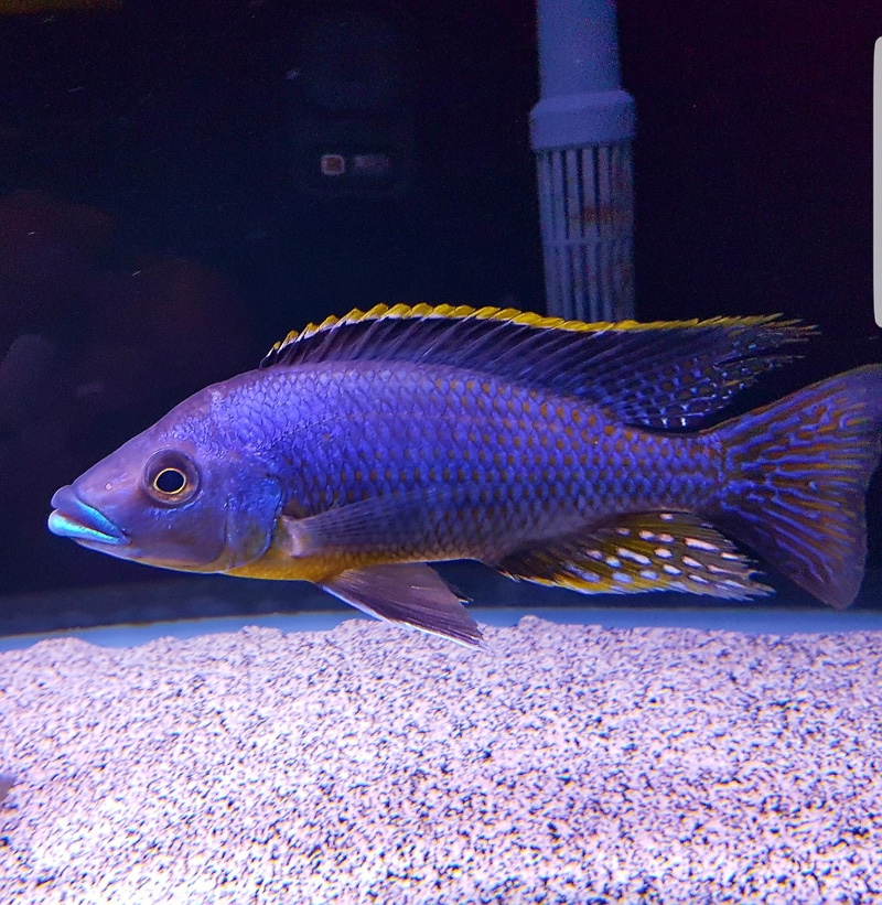 Protomelas sp. 'hertae'